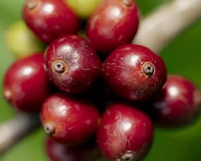NESCAFÉ supera a meta de agricultura regenerativa prevista para 2025