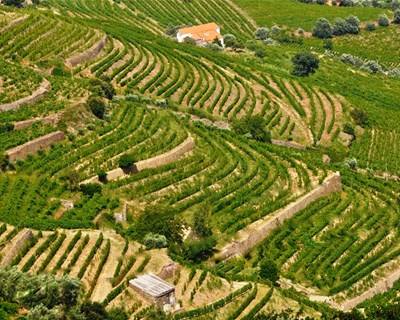 No Douro há alunos a aprender a trabalhar nas vinhas e nas adegas