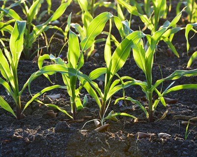 Nova linha de crédito: "Linha de tesouraria - setor agrícola"