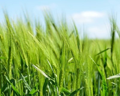Novas formas de comercialização e valorização dos produtos da Agricultura Social e Sustentável