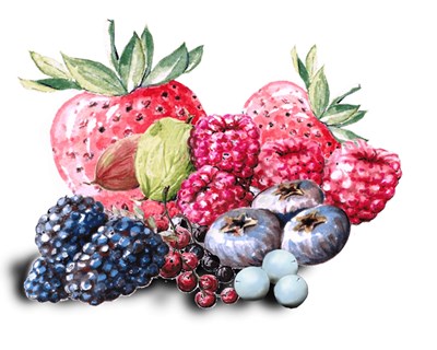 Novas informações sobre o VI Colóquio Nacional da Produção de Pequenos Frutos