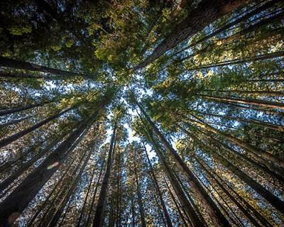 Novas leis da floresta não pensam nas alterações ao clima
