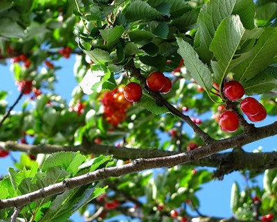 Novas medidas de proteção contra as pragas dos vegetais e fitossanidade