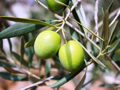 Novas OP’s vão dinamizar agricultura do Centro e Norte Alentejano