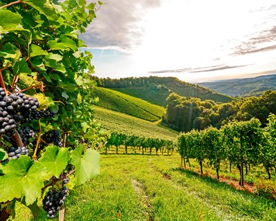 Novas plantações de vinha limitadas em algumas regiões