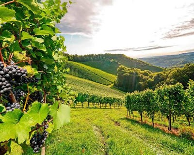 Novas recomendações agrícolas para os próximos dias - Região Entre Douro e Minho