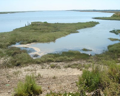 Novo estudo analisa as tendências da biodiversidade na Europa
