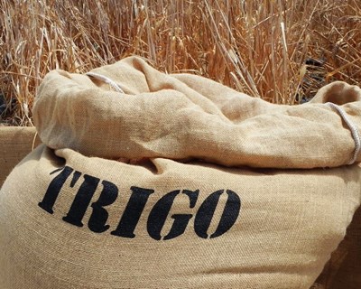 Novo recorde mundial de produção de trigo