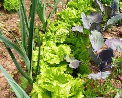 Novos agricultores com falta de terra para cultivar