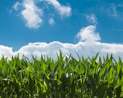 Novos Avisos Agrícolas entre Douro e Minho