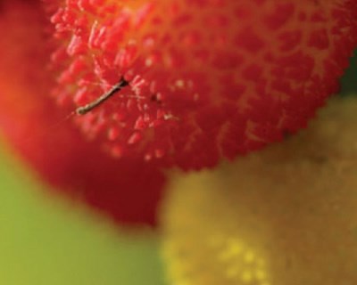 Nutrimais - Um corretivo agrícola orgânico de alta qualidade para alta produtividade em plantações de pequenos frutos