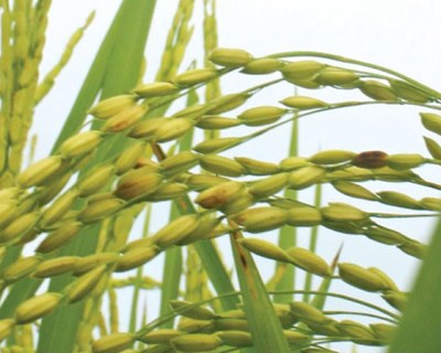 O combate às infestantes do arroz em Portugal