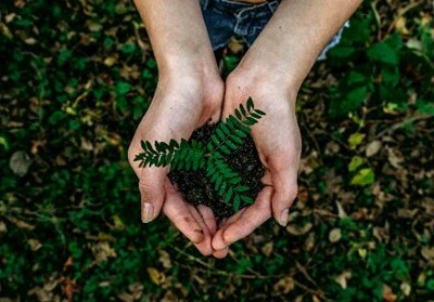 O contributo tecnológico que uma árvore pode ter para o planeta