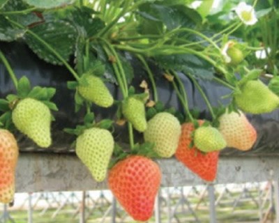 O desempenho de cultivares indiferentes de morangueiro em sistemas de produção outonal