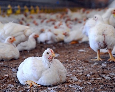 O mercado de carne de aves