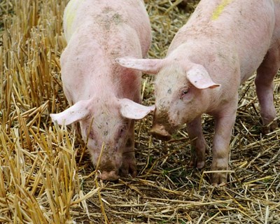 O mercado de carne de suíno