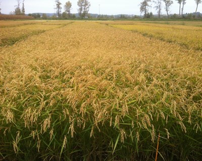 O Programa Nacional de Melhoramento Genético do Arroz