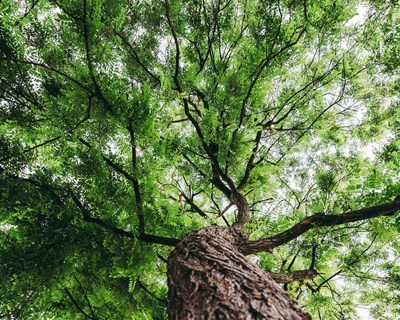 O que é a neutralidade das emissões de carbono e como pode ser atingida até 2050?