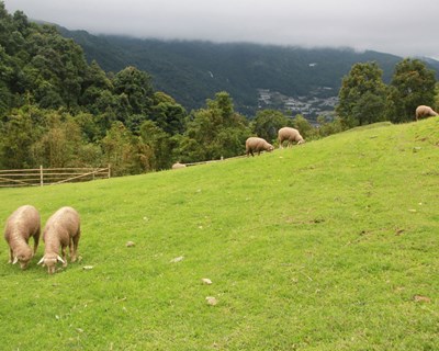 O setor pratense e forrageiro em análise