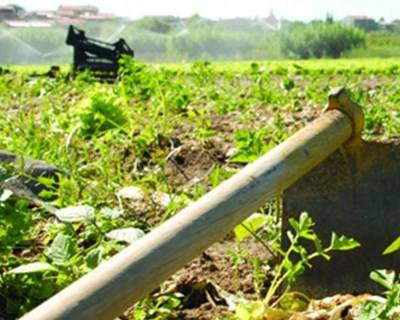 Óbidos e Bombarral: rede de rega para servir agricultores prestes a arrancar