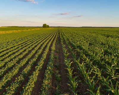 OCDE lança portal sobre agricultura