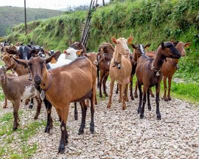 Oleiros: floresta e agroalimentar em destaque na Feira do Pinhal