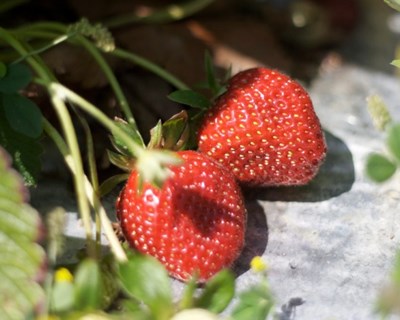 Olhão recebe evento sobre “tecnologia de produção de morango com plantas tray”