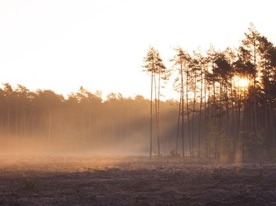 Operação "floresta segura 2016" com verba de €3,6 milhões