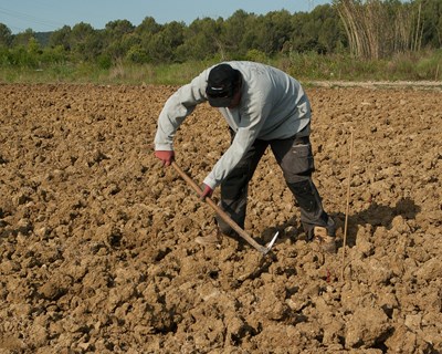 "Operacionalização do PEPAC é vergonhosa. Pagamentos aos agricultores em outubro em risco" afirma a CAP