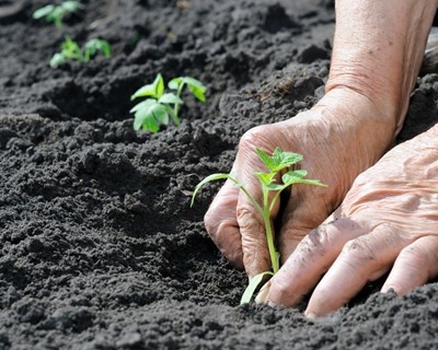 Opinião: A comunicação social e os enganos da população urbana face ao que é a produção agrícola