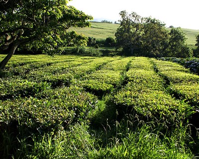 Organizações de agricultores das regiões ultraperiféricas reagem em conjunto a favor da manutenção do orçamento POSEI