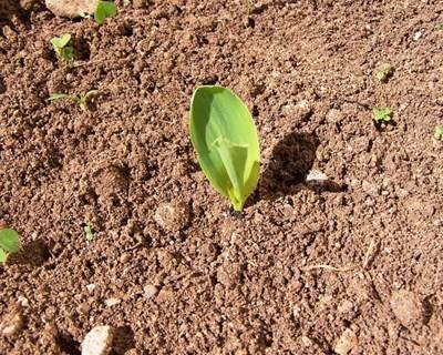 Organizações europeias denunciam: faltam produtos para proteção de plantas