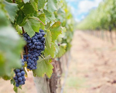 Os melhores programas para as vindimas estão na Rota dos Vinhos do Dão