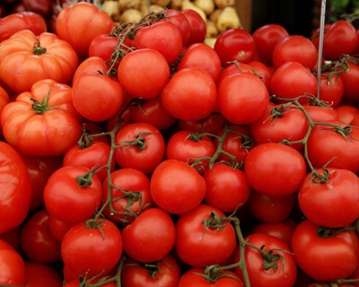 Os tomates não gostam do frigorífico