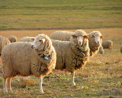 Ourique recebe Congresso Luso-Espanhol de Pecuária Extensiva em defesa da viabilidade da vida no campo
