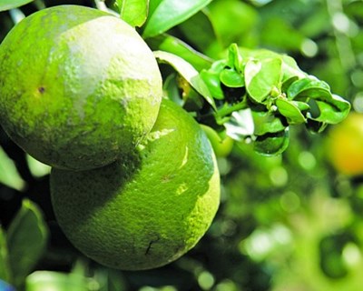 PAC: ministério da Agricultura alarga medidas greening
