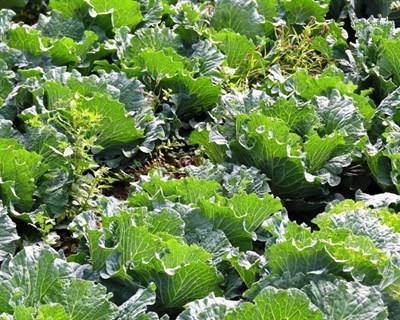 PAC: pequenos agricultores com apoio mínimo de 500 euros