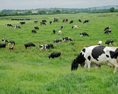 Pagamentos aos setores Agroflorestal e das Pescas superiores a 100 milhões de euros em fevereiro