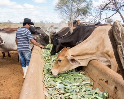 Palma de figo da índia na alimentação de ruminantes é tema da próxima sessão do ciclo de conferências promovido pelo CEBAL