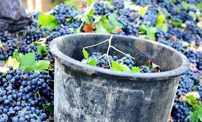 Palmela assinala aniversário da distinção “Palmela Cidade Europeia do Vinho”
