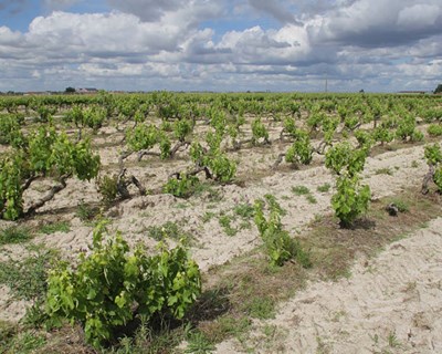 Palmela institui Dia da Agricultura e do Mundo Rural