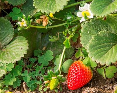 PAN conquista benefício fiscal para agricultura biológica