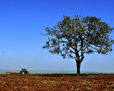Parcerias com países mediterrânicos podem mudar agricultura portuguesa