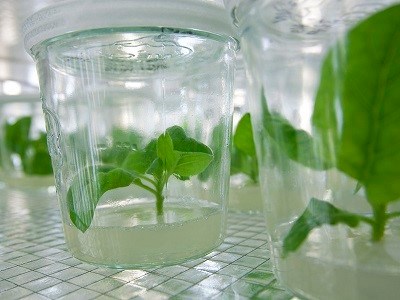 Parecer de Bruxelas sobre as novas biotecnologias chega no início de 2016