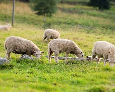 Parlamento Europeu vota proibição de clonagem de animais na UE