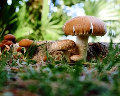 Passeio micológico da primavera em Proença-a-Nova