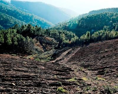 PDR 2020: floresta tem 500 milhões de euros disponíveis