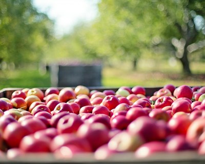 PDR 2020 tem 65 M€ para apoiar investimentos agrícolas