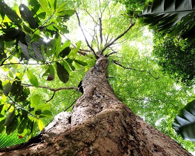 PDR2020: candidaturas para melhorar valor económico da floresta até 31 de julho