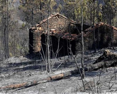 Pedrógão Grande: agricultura com prejuízos de €20 milhões na zona